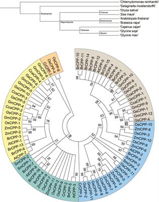 Genome-wide characterization and sequence polymorphism analyses of cysteine-rich poly comb-like protein in Glycine max